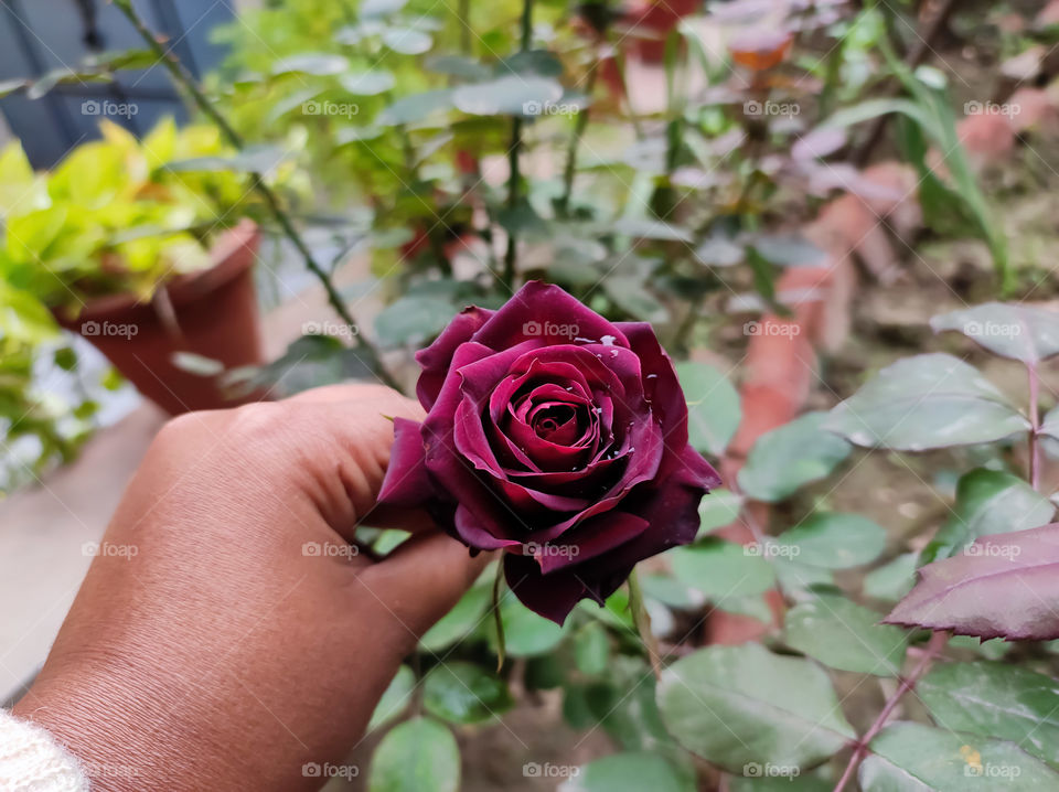 Blooming red rose bud held in the hand