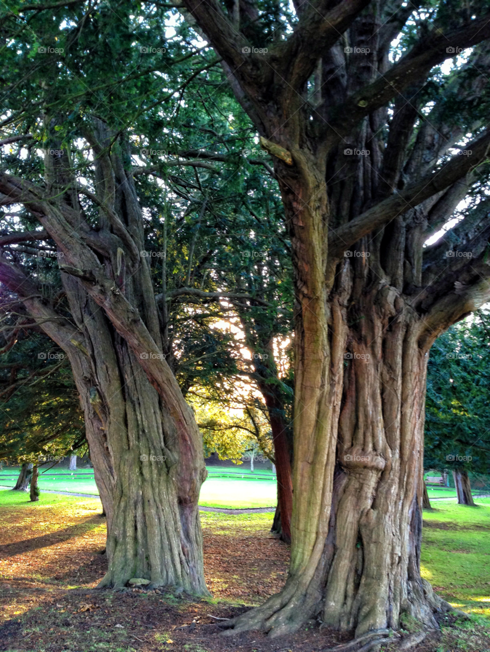 tree trees park unique by robinseet