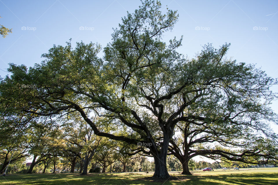 Tree, Landscape, Nature, Wood, Park