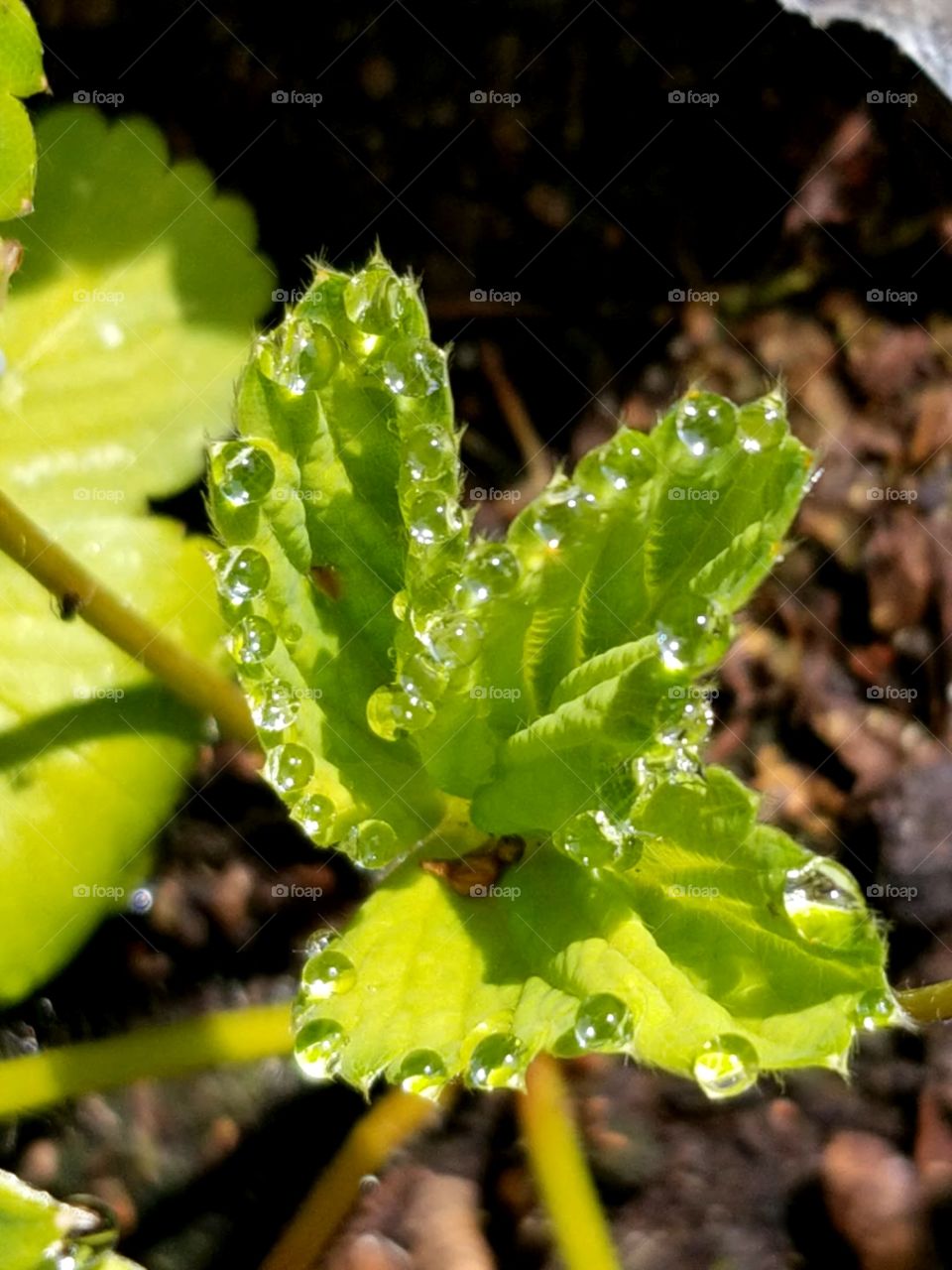 rain drop on strawberry leaf