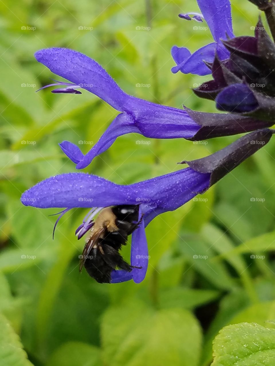 Bee collecting pollen