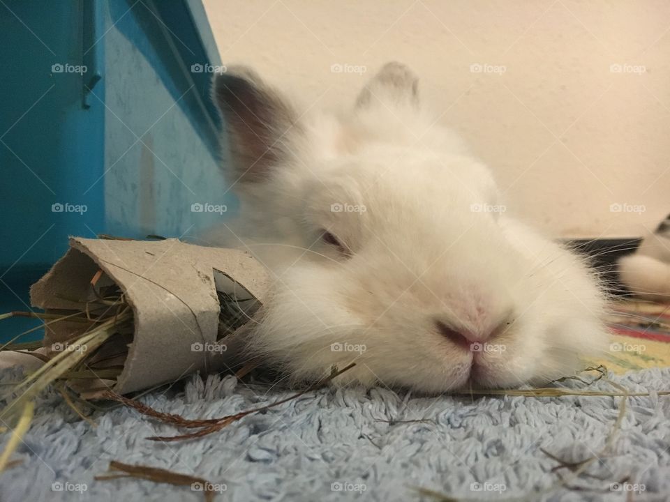 Sleeping white rabbit