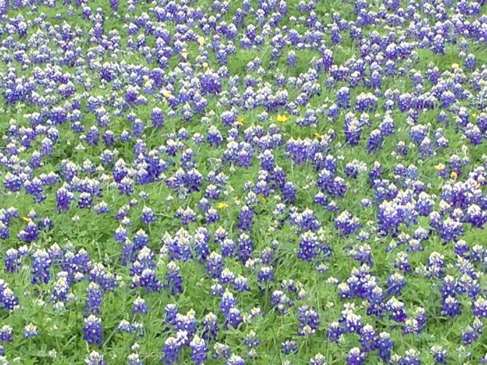 Tx Bluebonnets