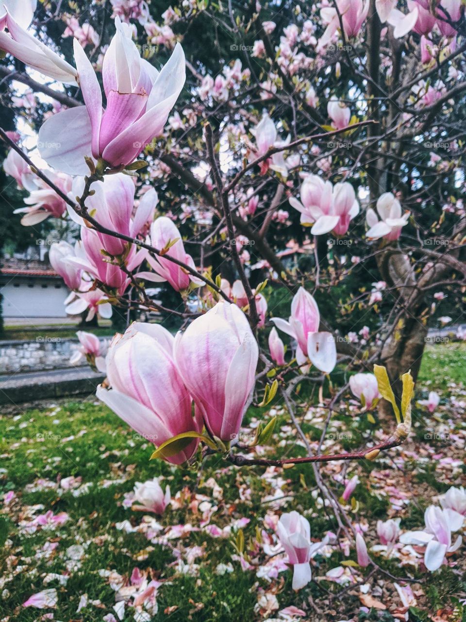 Branch with blooming pink flowers of magnolia tree close up. spring time