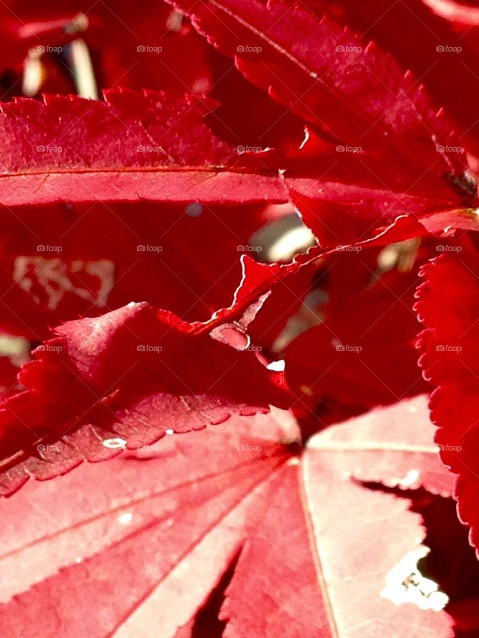 Red Japanese Maple Leaves 
