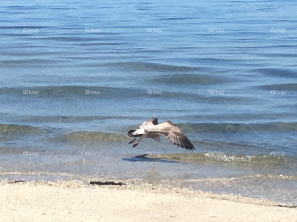 A seagull in flight on the beach in the ocean. 