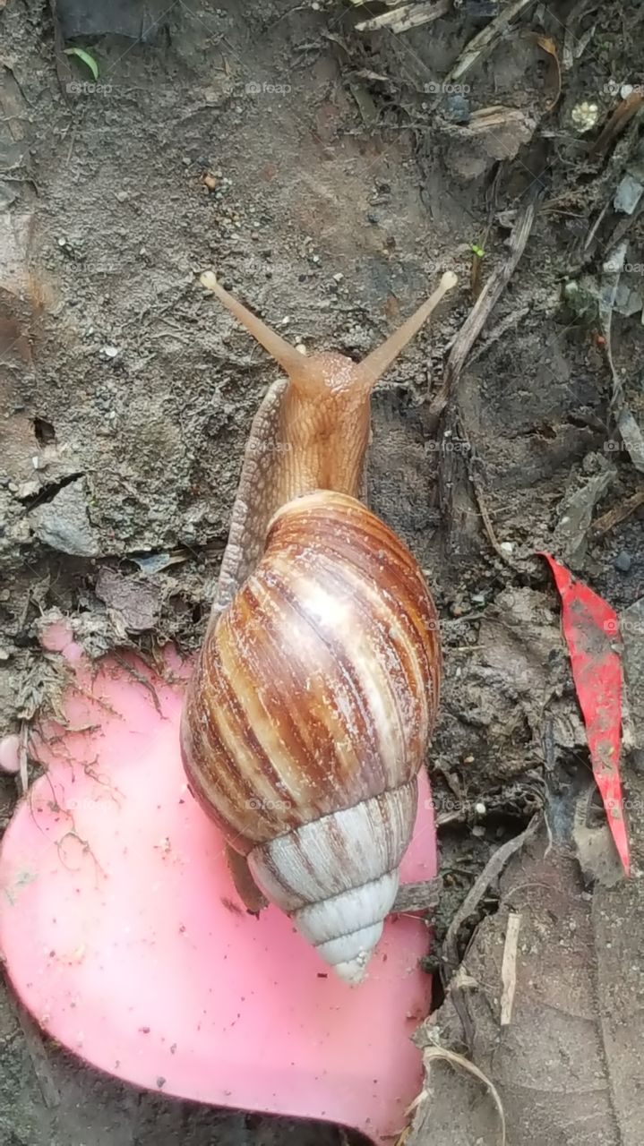 snail