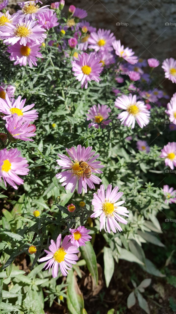 Bee on top of the flower in my garden.