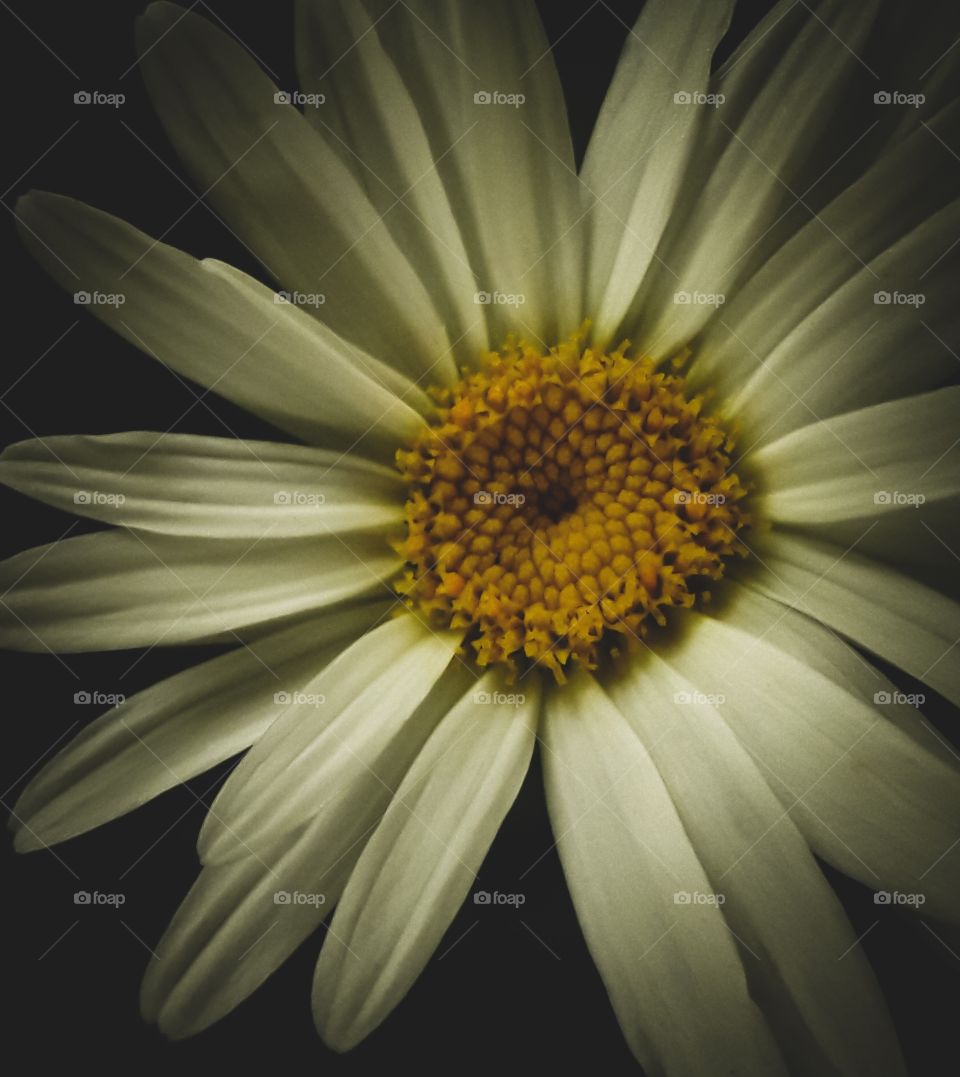 Slightly askew, Daisy in the garden.