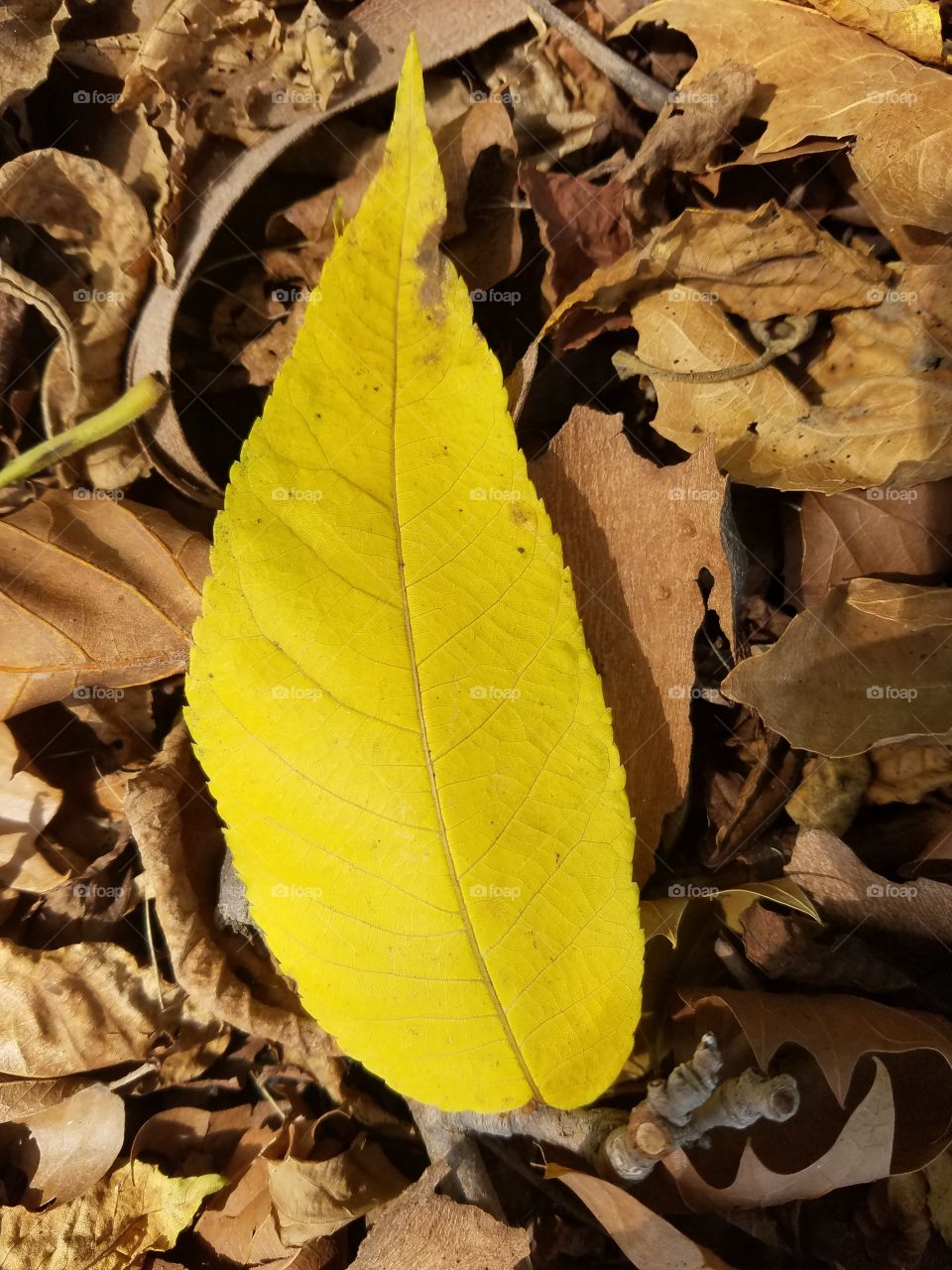 Closeup of a yellow leaf during Autumn