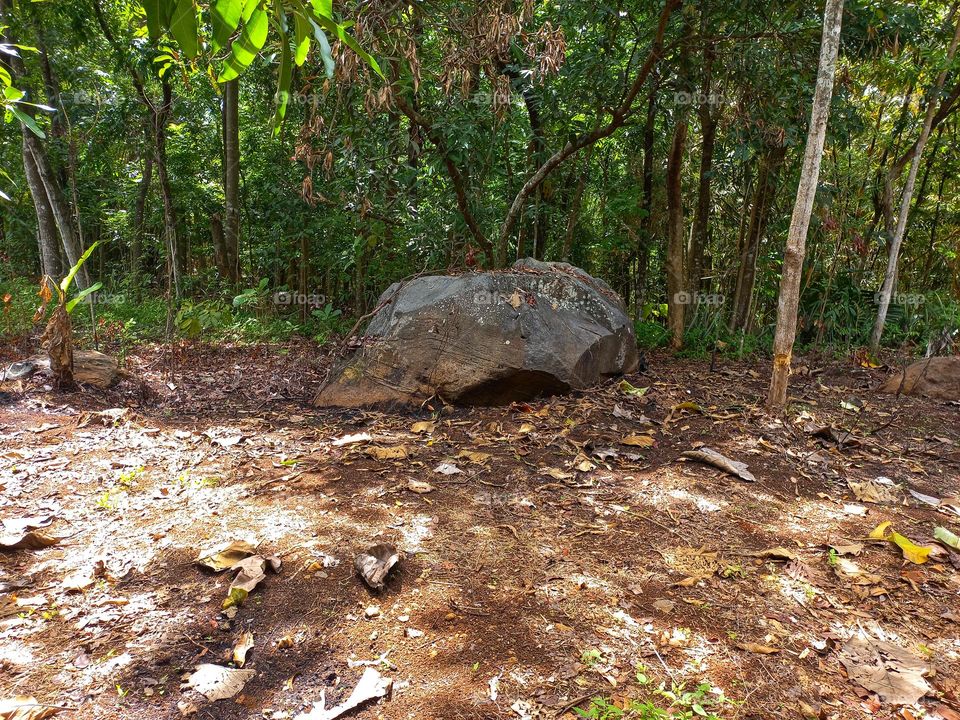 Large stone in the plantation