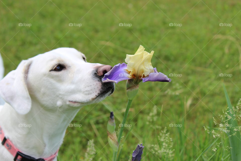Everyone loves plants, even my dog Elle,, the aroma, the scent, the beauty of an iris in the spring