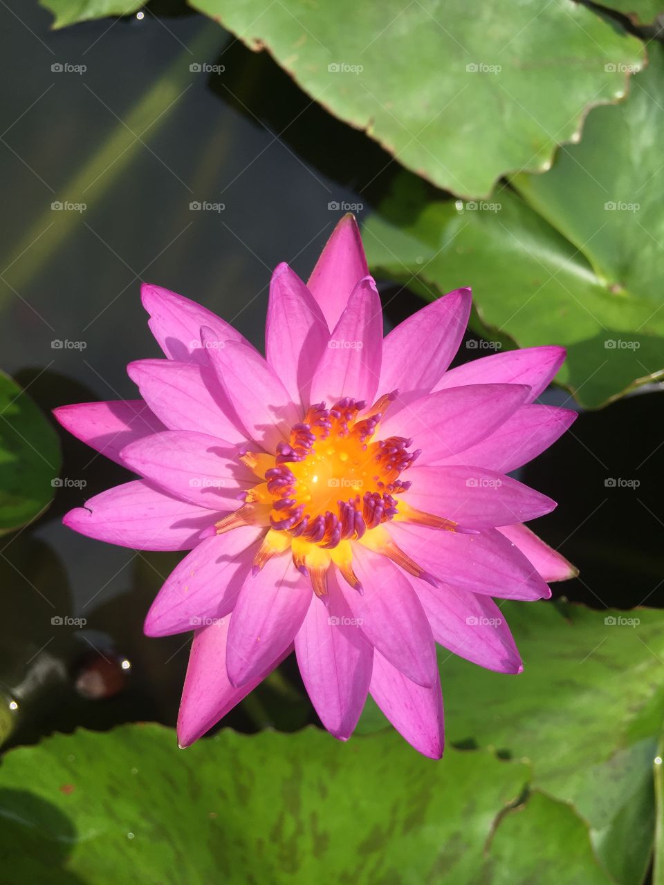 Flower, Leaf, Lotus, Flora, Blooming