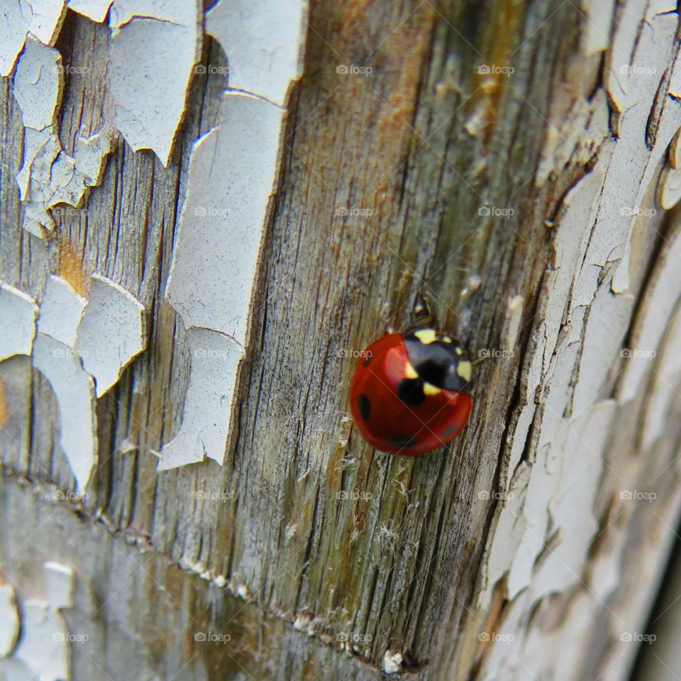 Ladybug on painted and cracked wood...