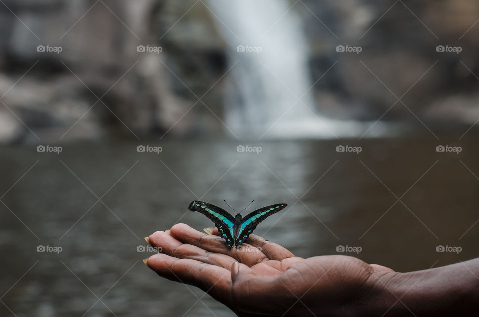 butterfly enjoying waterfall