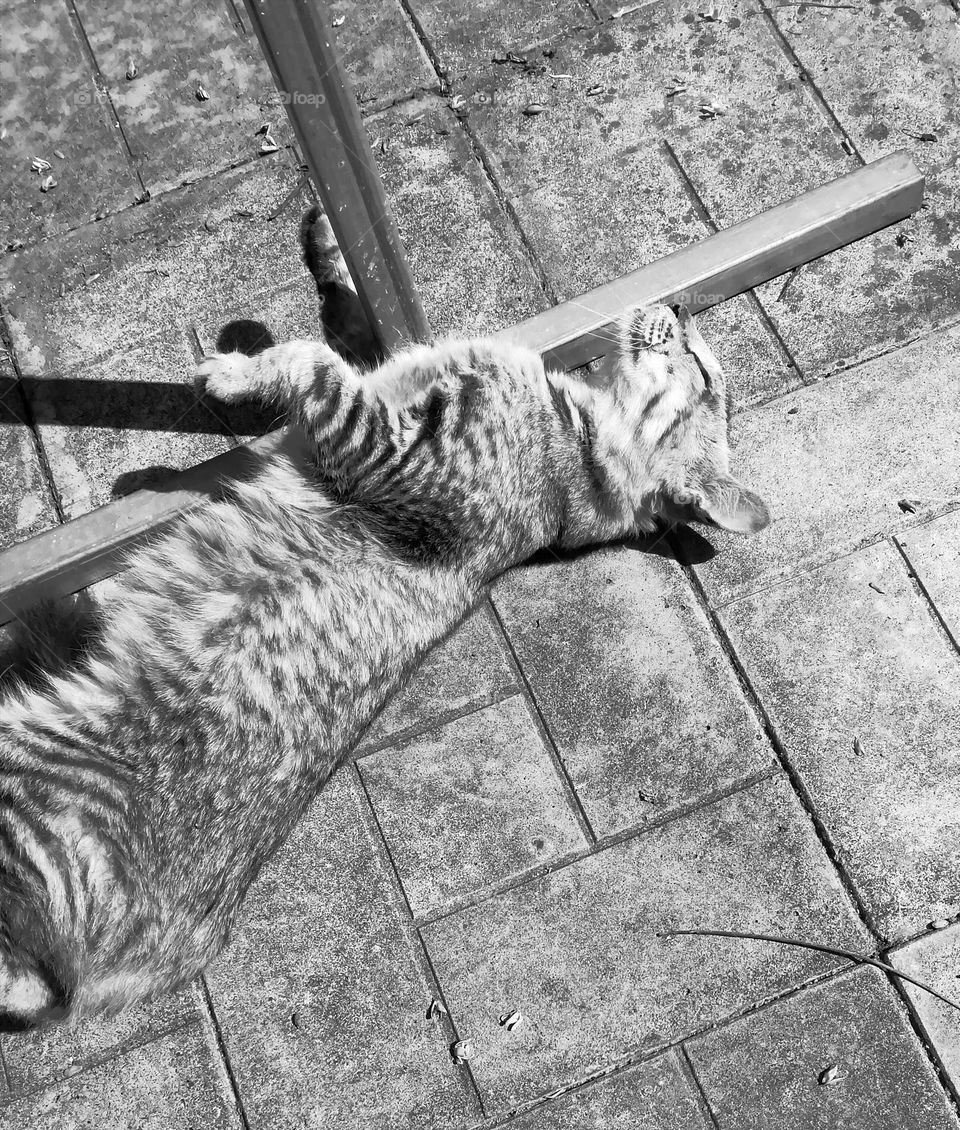 Black and white cate action