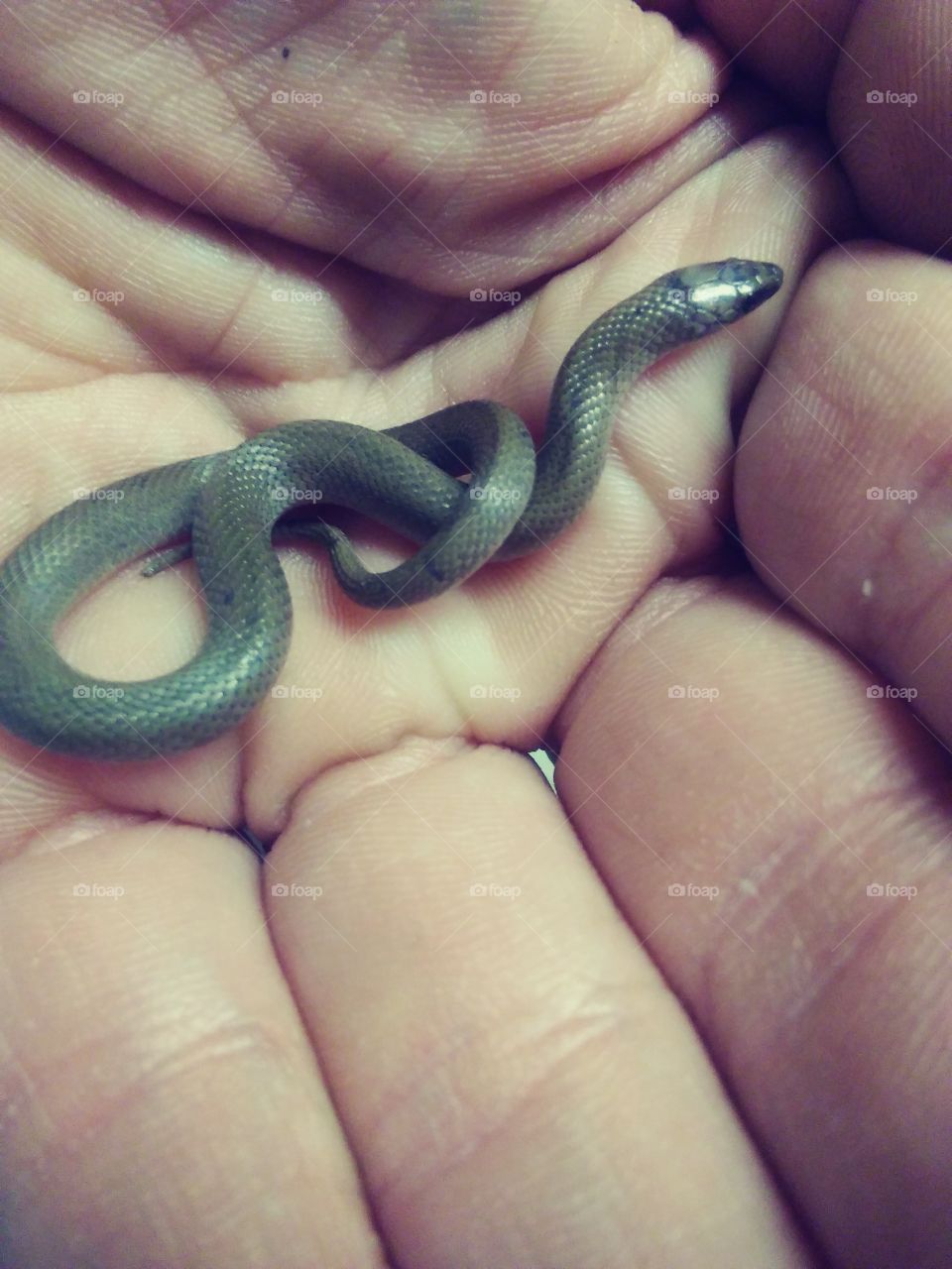 grass snake baby