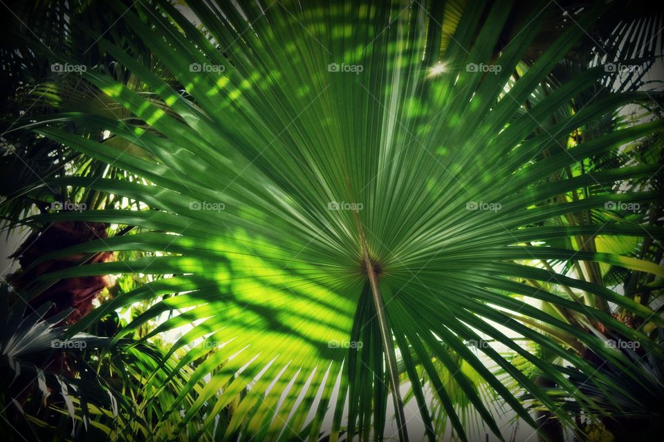 Palm leaves 