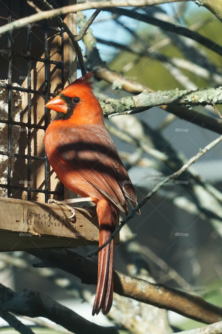 Cardinal perched on a Homegrown Cedar feeder in Spring