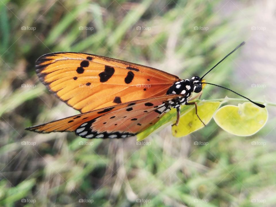 Butterfly stayed on the branch.