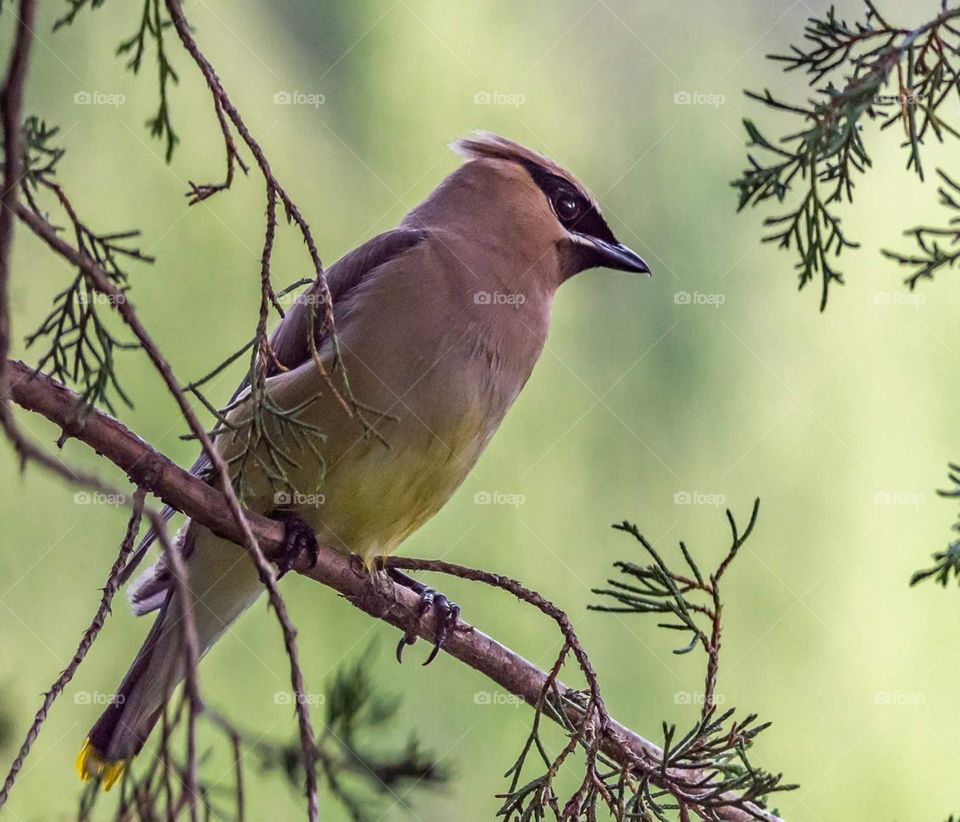 Cedar Waxwing Bird