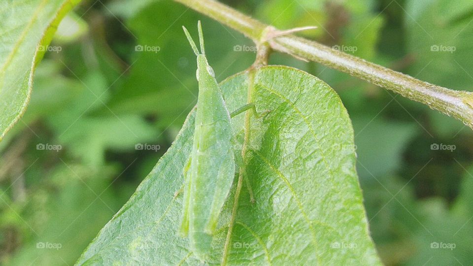 Green grasshopper on green leaves.