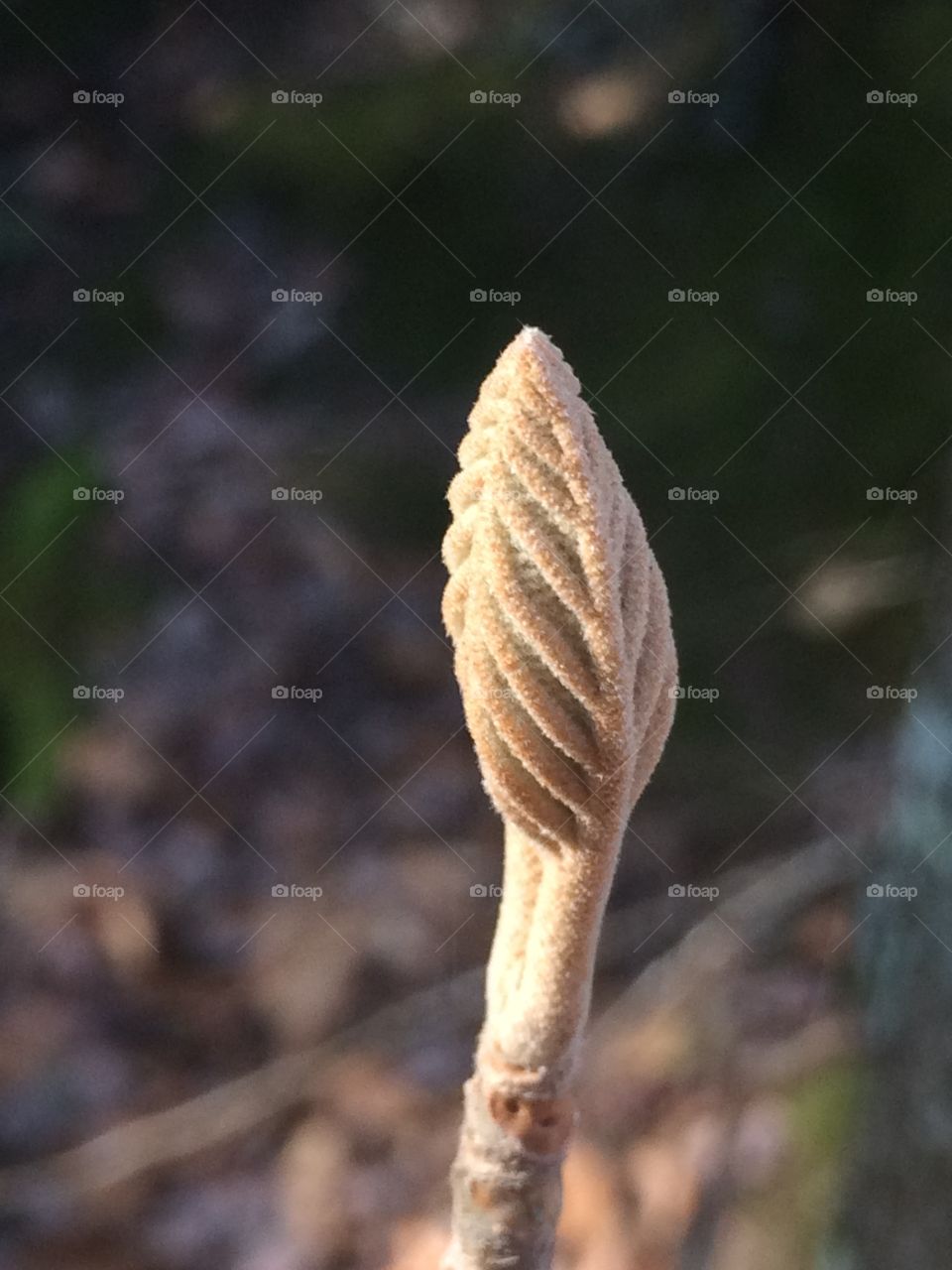 Leaf bud