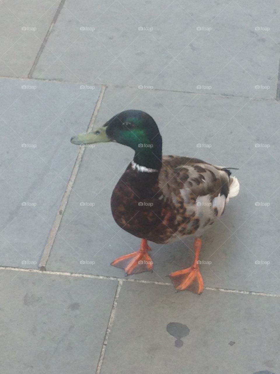 Duck on jermyn street 