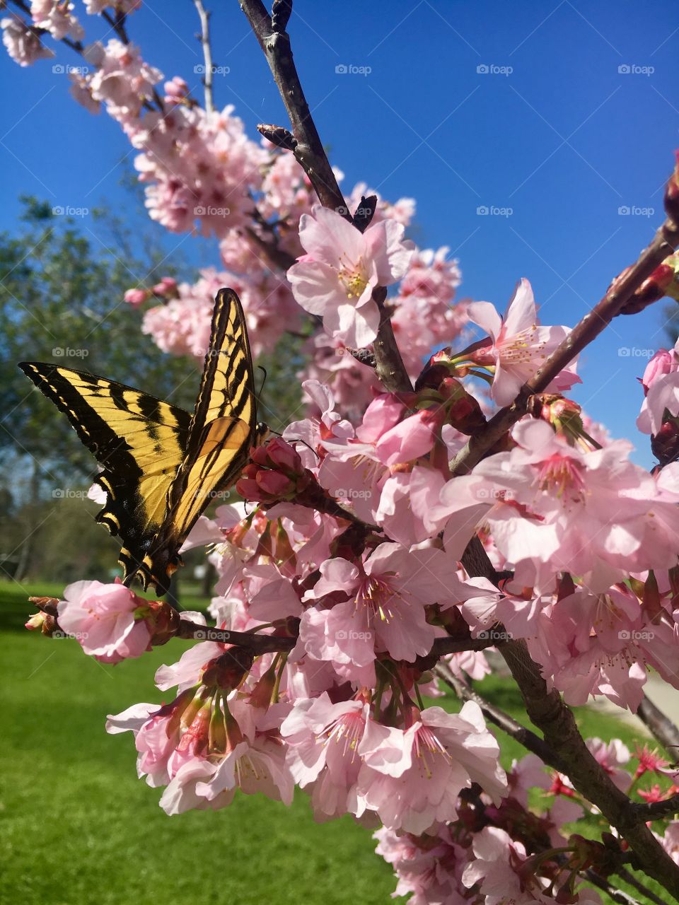 Butterfly and Cherry Blossoms