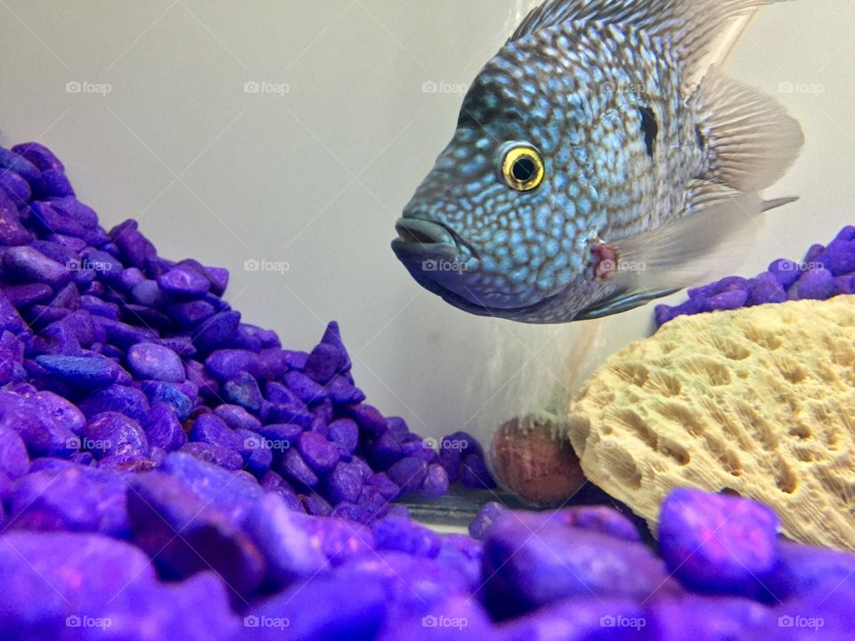 Blue fish 