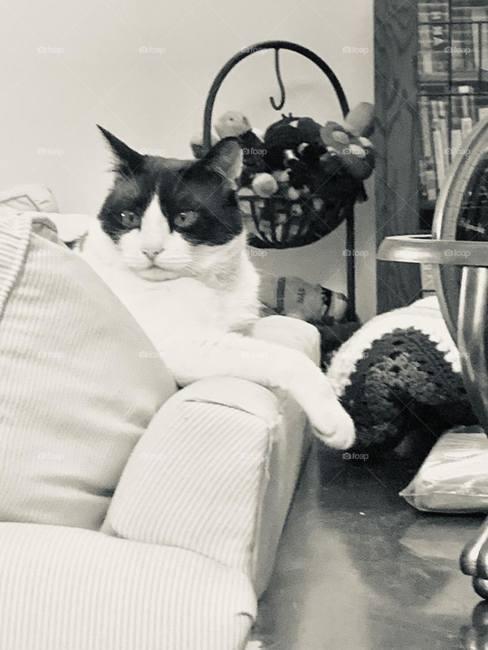 B&w Poppins the Cat