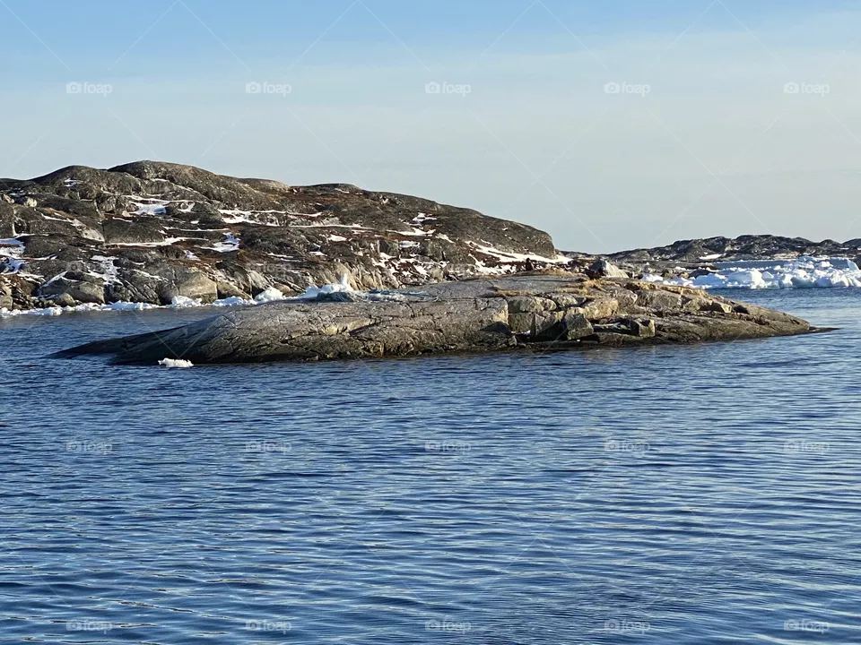 Eagle in Nanortalik 