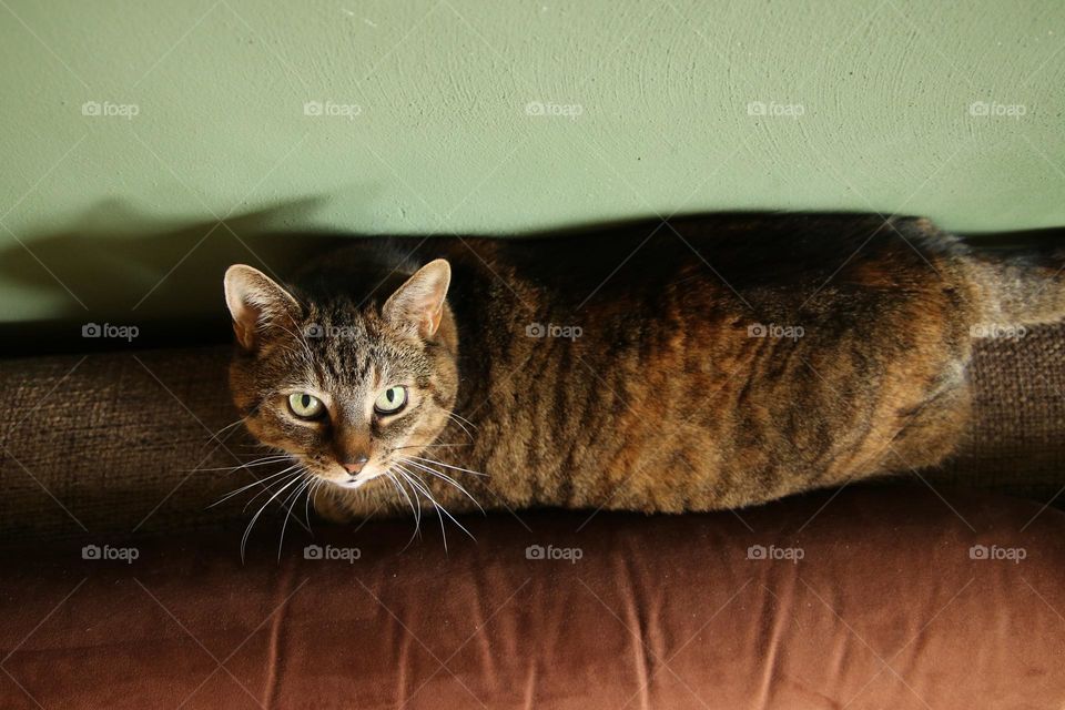 Top view of a ginger cat lying on a brown sofa and looking at the camera