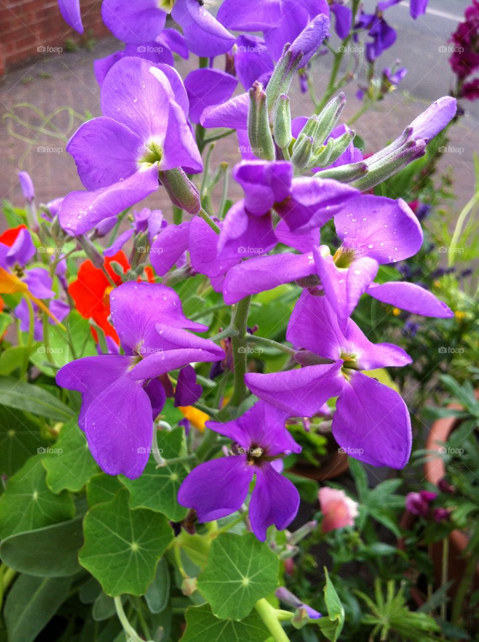 Bright potted flowers