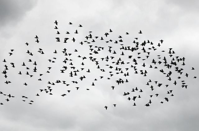 Sparrows flying in the sky