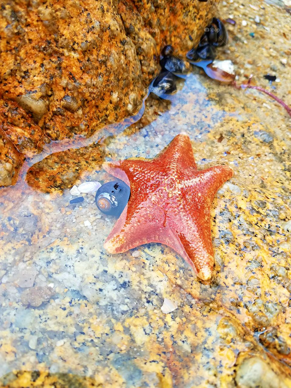 twinkle twinkle little starfish, how I wonder what you are fish