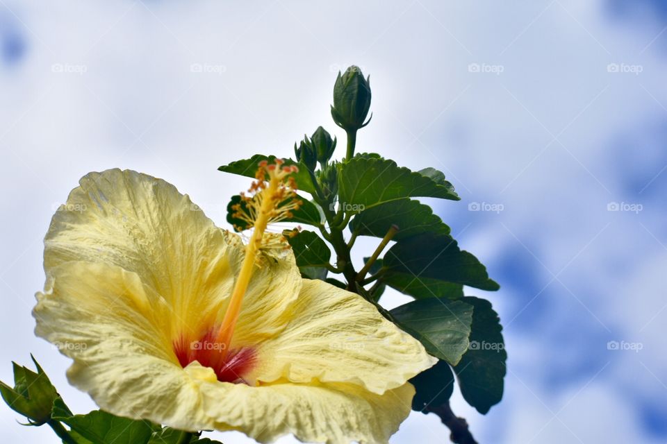 Yellow hibiscus