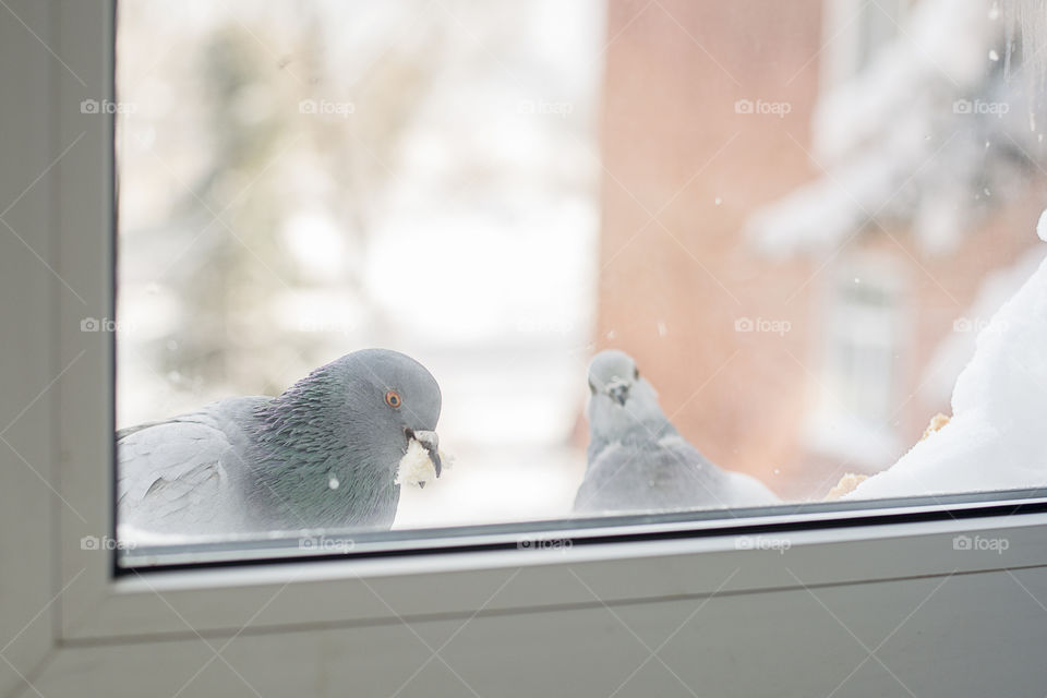 pigeons outside the window