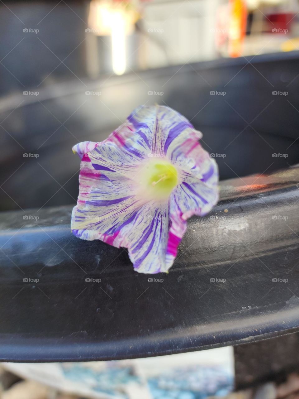 multi-color Morning Glory hanging out