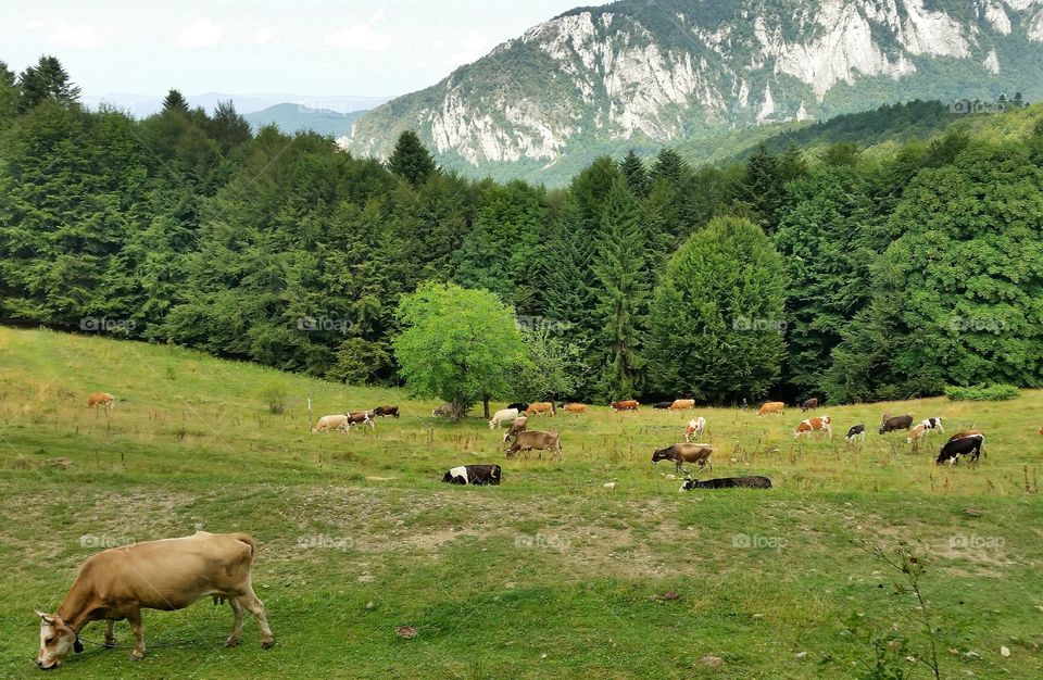 Cow grazing on grassy field
