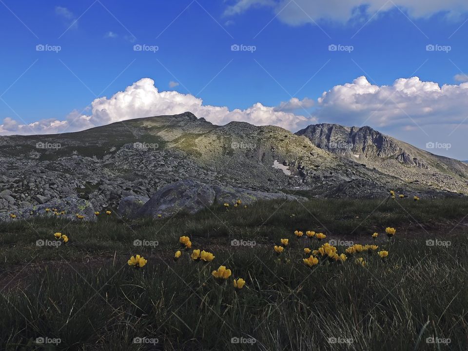 Blooming flowers near mountains