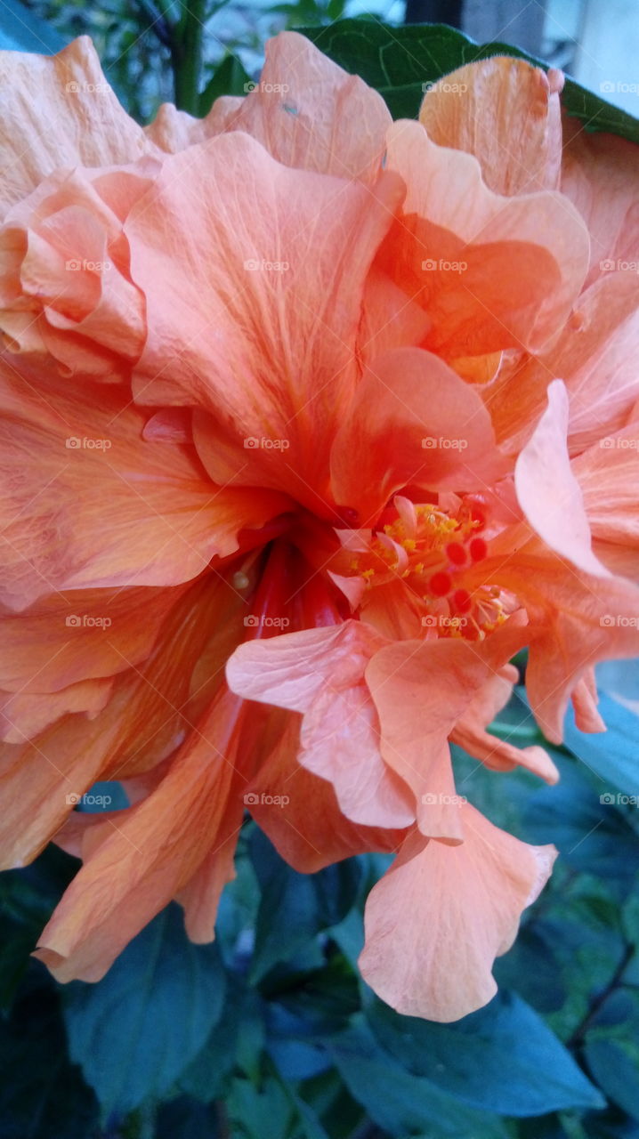 Hibiscus double petals close-up.