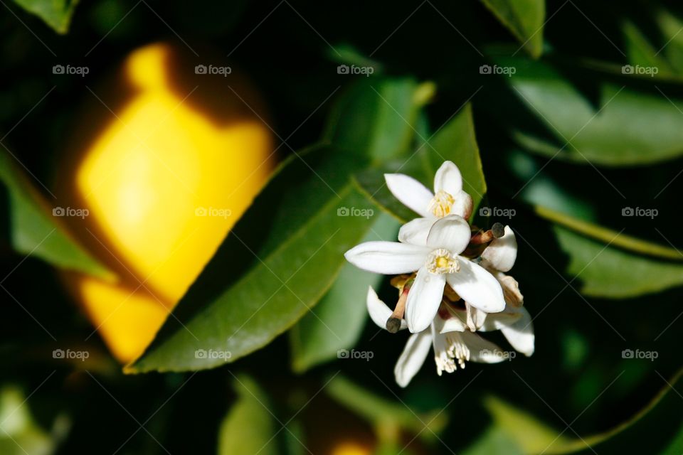 Blooming lemon