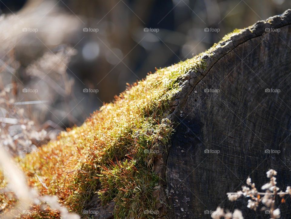 Spring is making its arrival known! Check out the growth on this log.