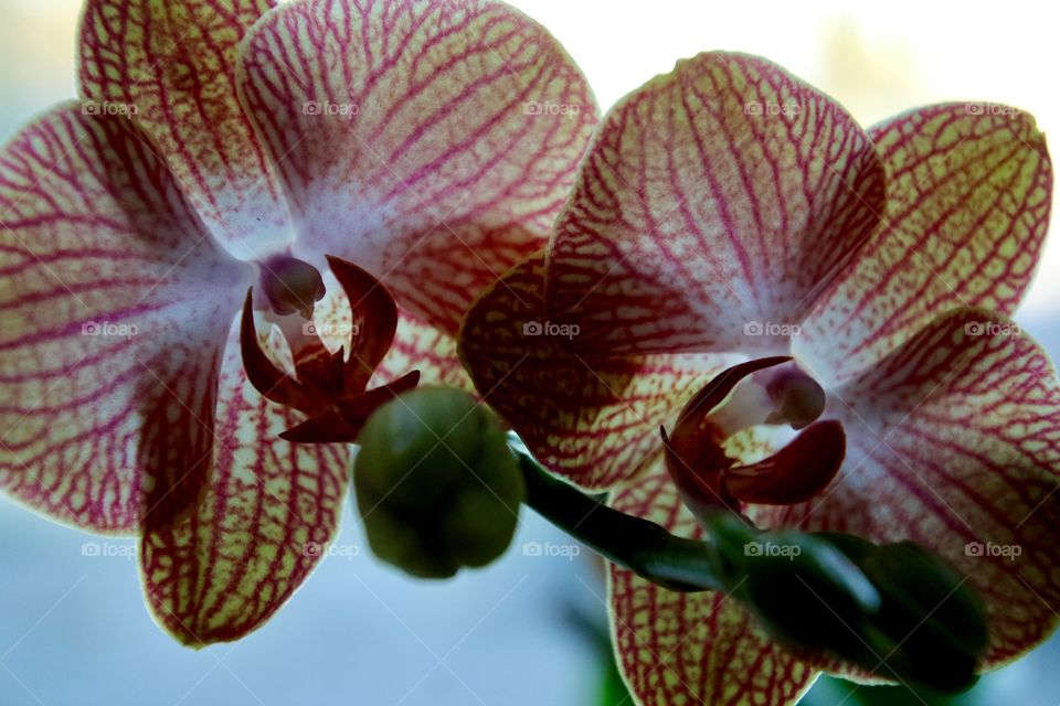 Orchid