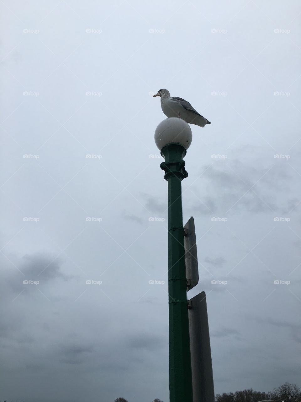 The seagull