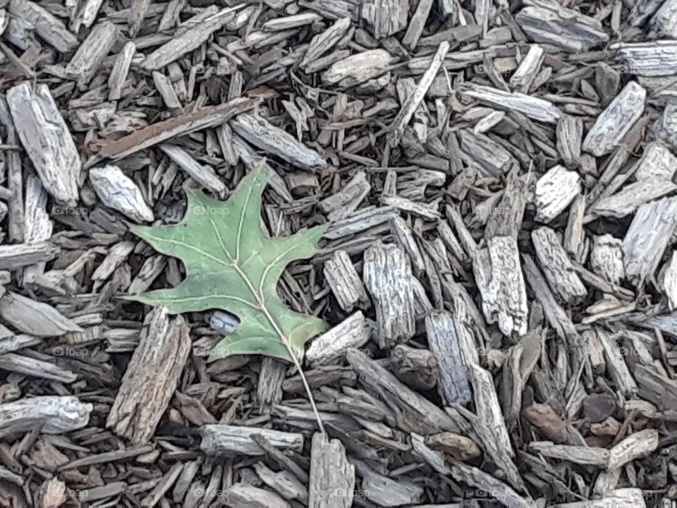 leaf on woodchips