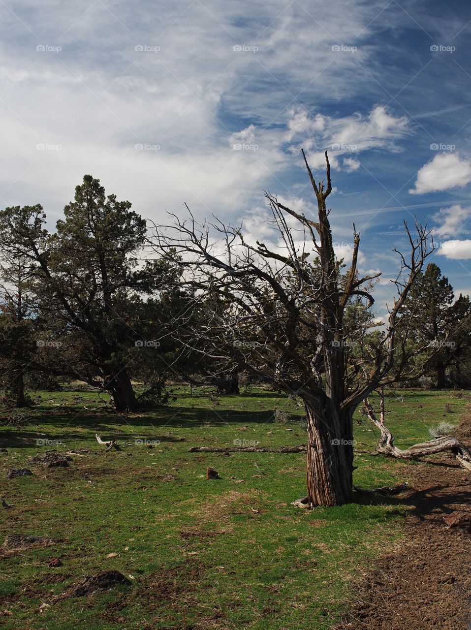An old and thick juniper tree with bare branches in the spring with green grass and blue skies in a field on a backroad in rural Central Oregon. 