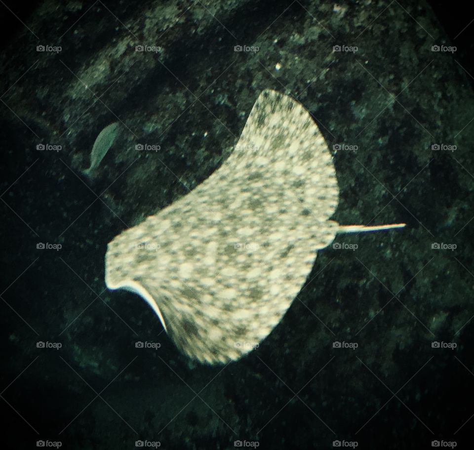 Stingrays of different species in the Santos Aquarium.  Oh awesome animal ... / As arraias de diferentes espécies no Aquário de Santos. Ô bicho impressionante...
📸
#FOTOGRAFIAéNOSSOhobby