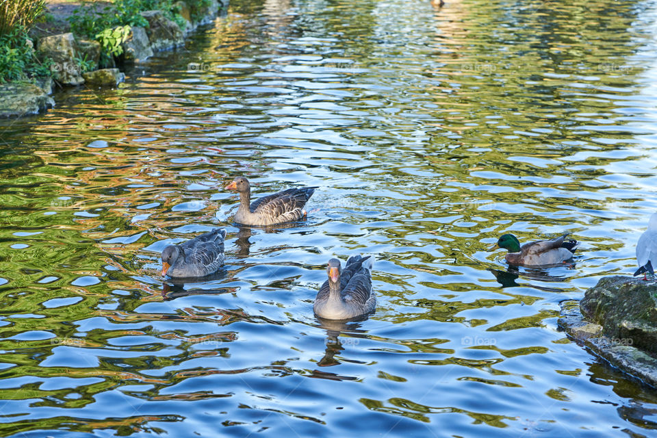 Ducks floating on water